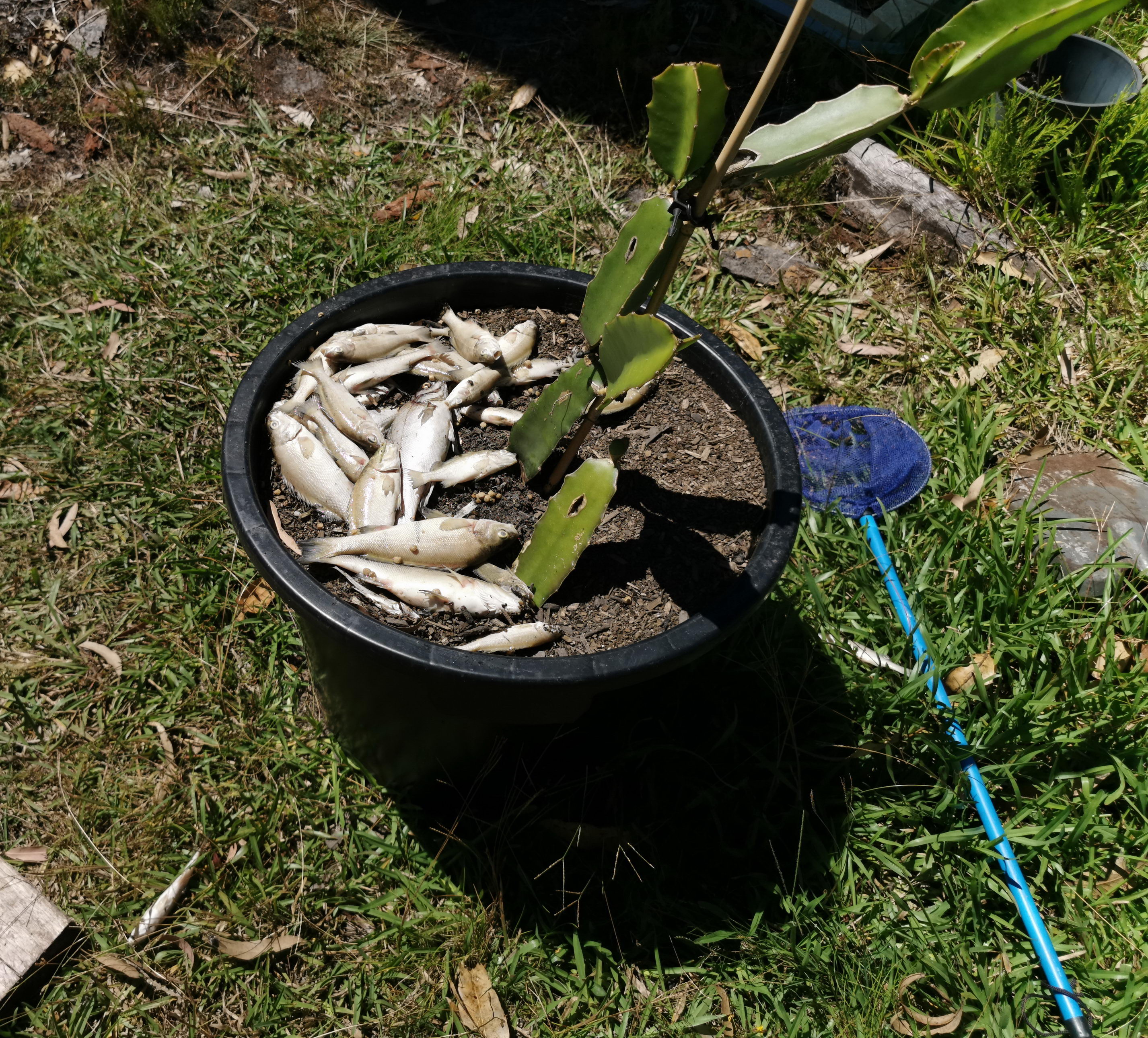 Iponics a Start
